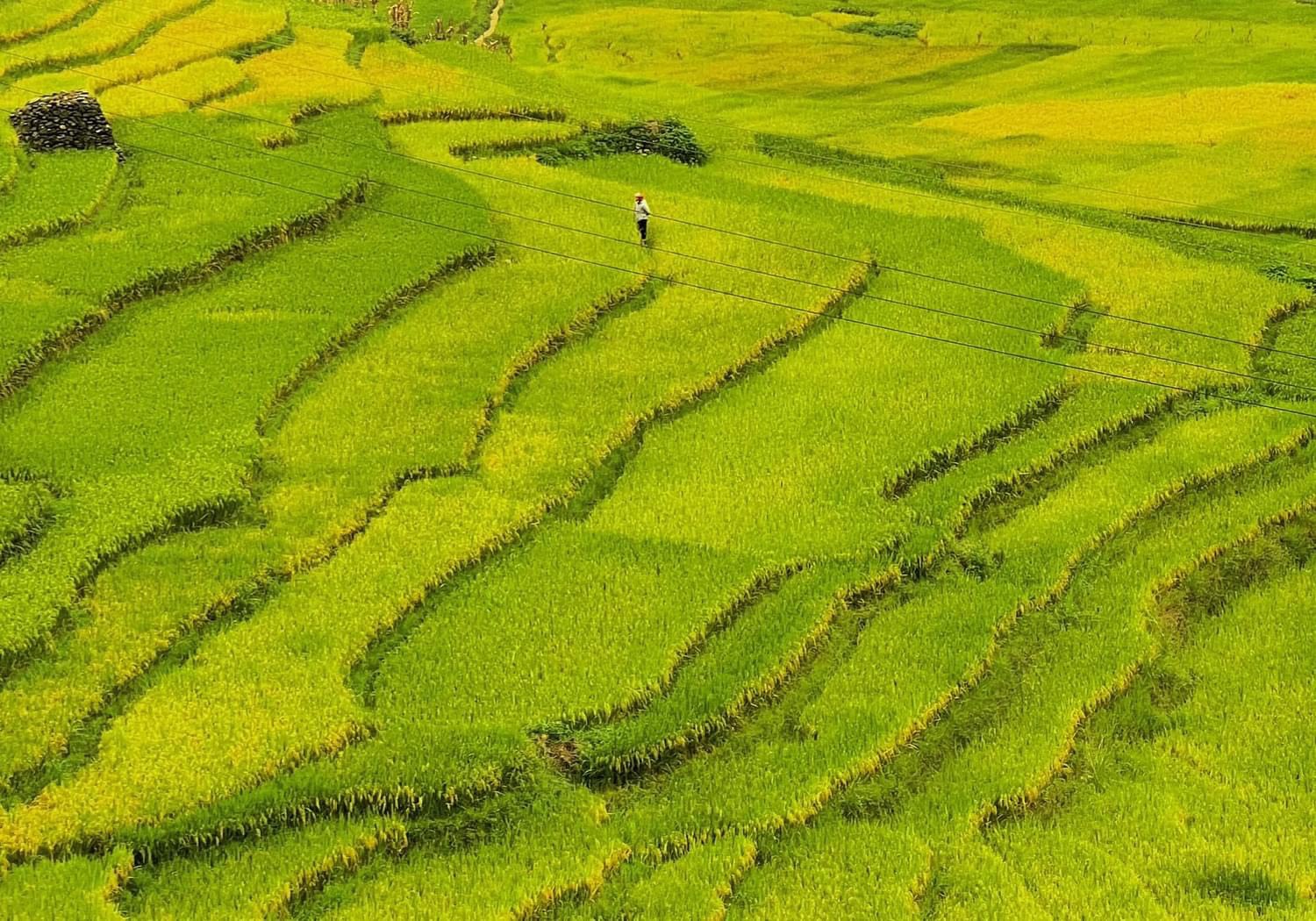 Mùa vàng ở Y Tý, Lào Cai.