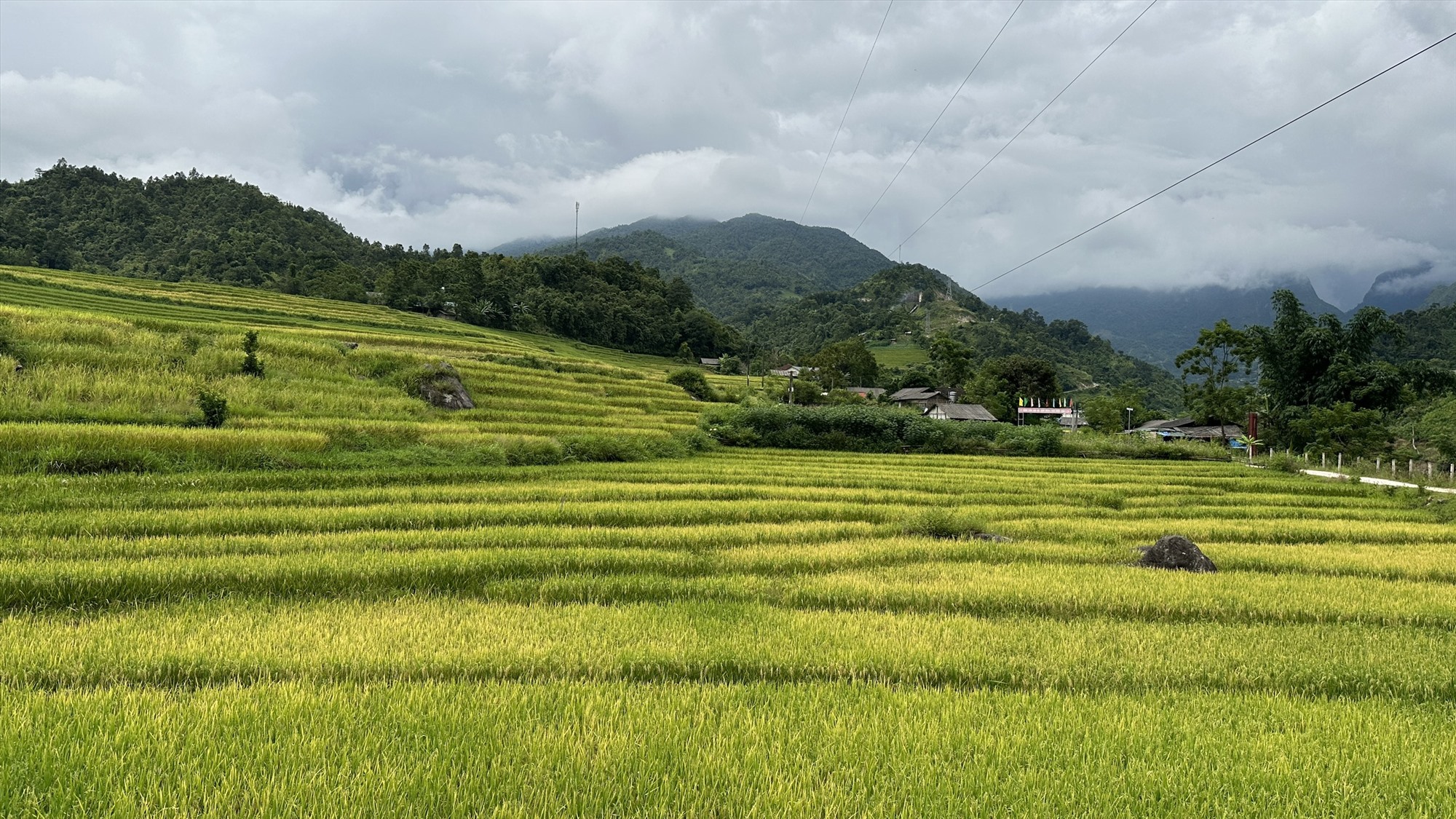 Những thửa ruộng bậc thang đang ngả từ sắc xanh sang vàng óng.