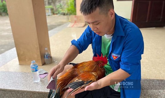 Chăm sóc cho gà trước giờ đi thi Vua gà Tiên Yên. Ảnh: Đoàn Hưng