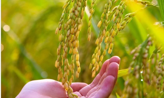 Giá gạo xuất khẩu của Việt Nam đang tăng lạc quan, nguồn cung trong nước ổn định. Ảnh: Tân Long