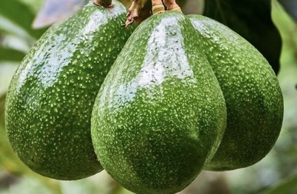 Bơ là một loại trái cây giàu chất xơ hòa tan. Ảnh: Phạm My