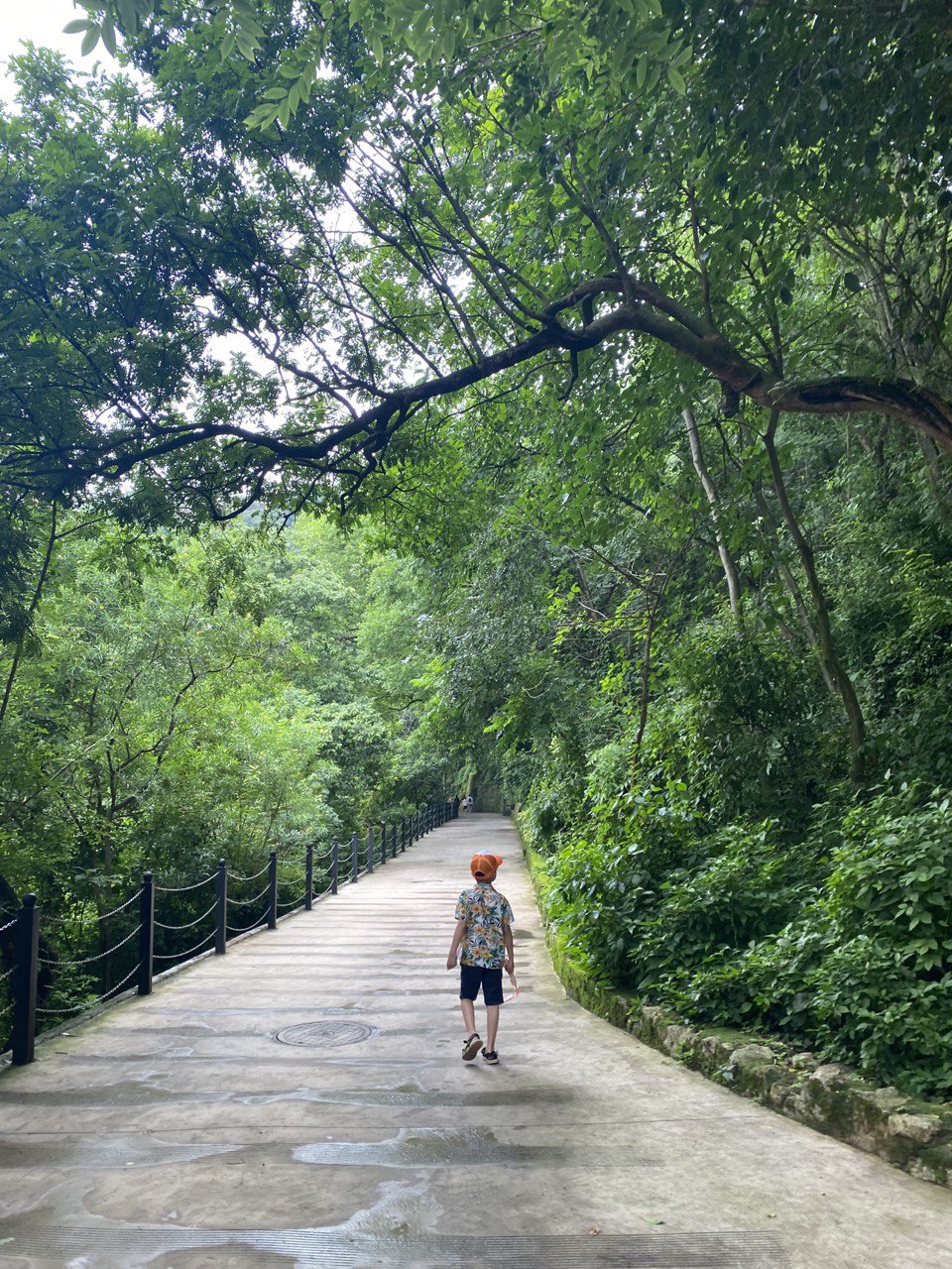 Lối đi từ cửa khu du lịch tới hang Yến Tổ được lát bê tông, có rào chắn bảo vệ, cây cối mọc um tùm 2 bên.