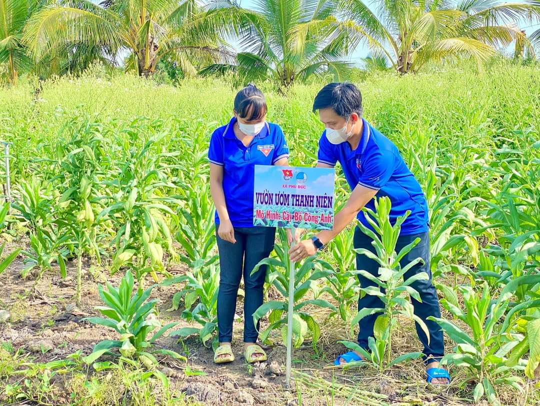 Vườn bồ công anh của thanh niên Nguyễn Trường Ái được tỉnh Đoàn Vĩnh Long chọn là vườn ươm Thanh niên năm 2022. Ảnh: Hoàng Lộc