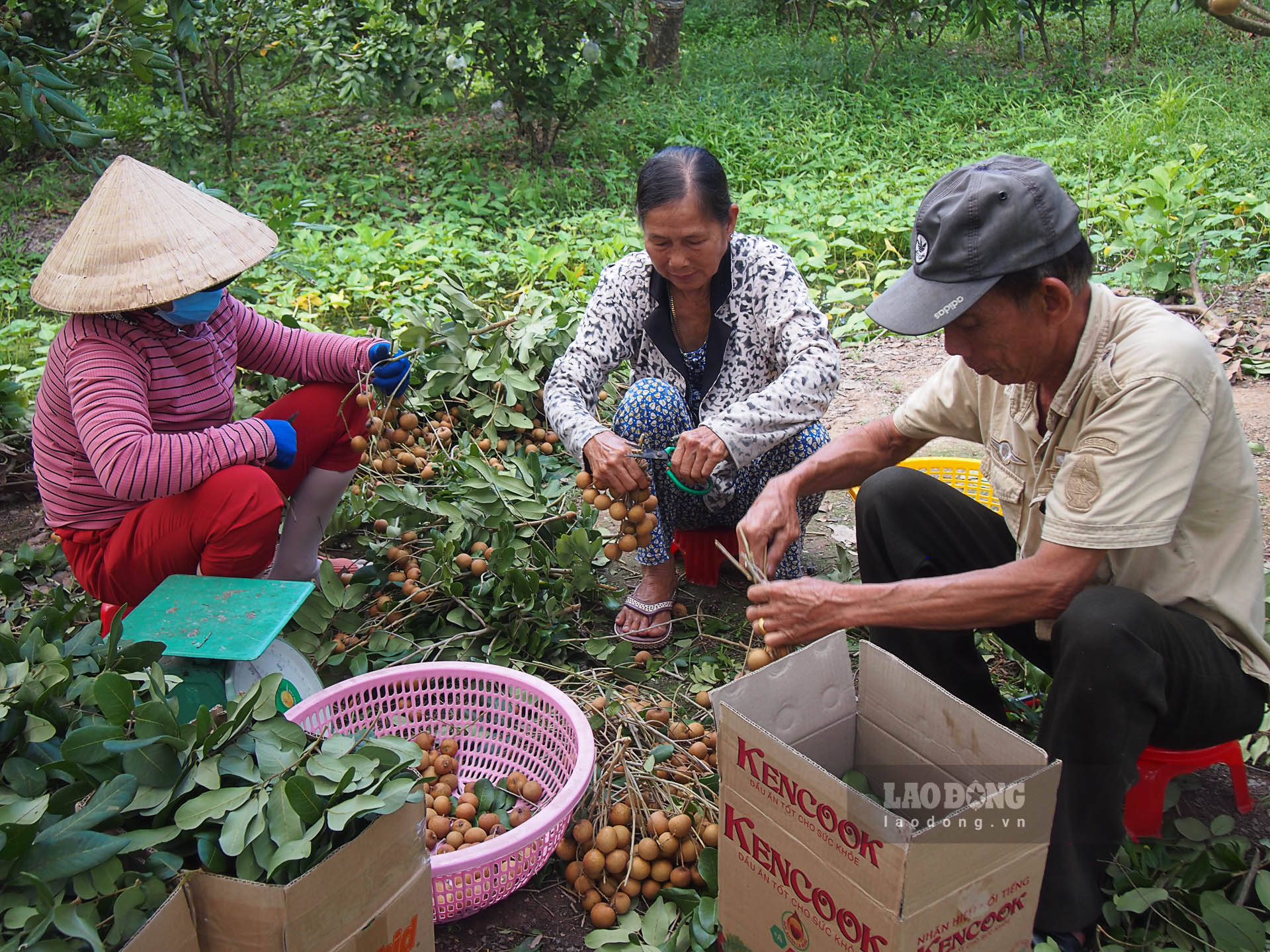 Nhà vườn trồng Thanh nhãn ở Kế Sách (Sóc Trăng) đang vào mùa thu hoạch Thanh nhãn