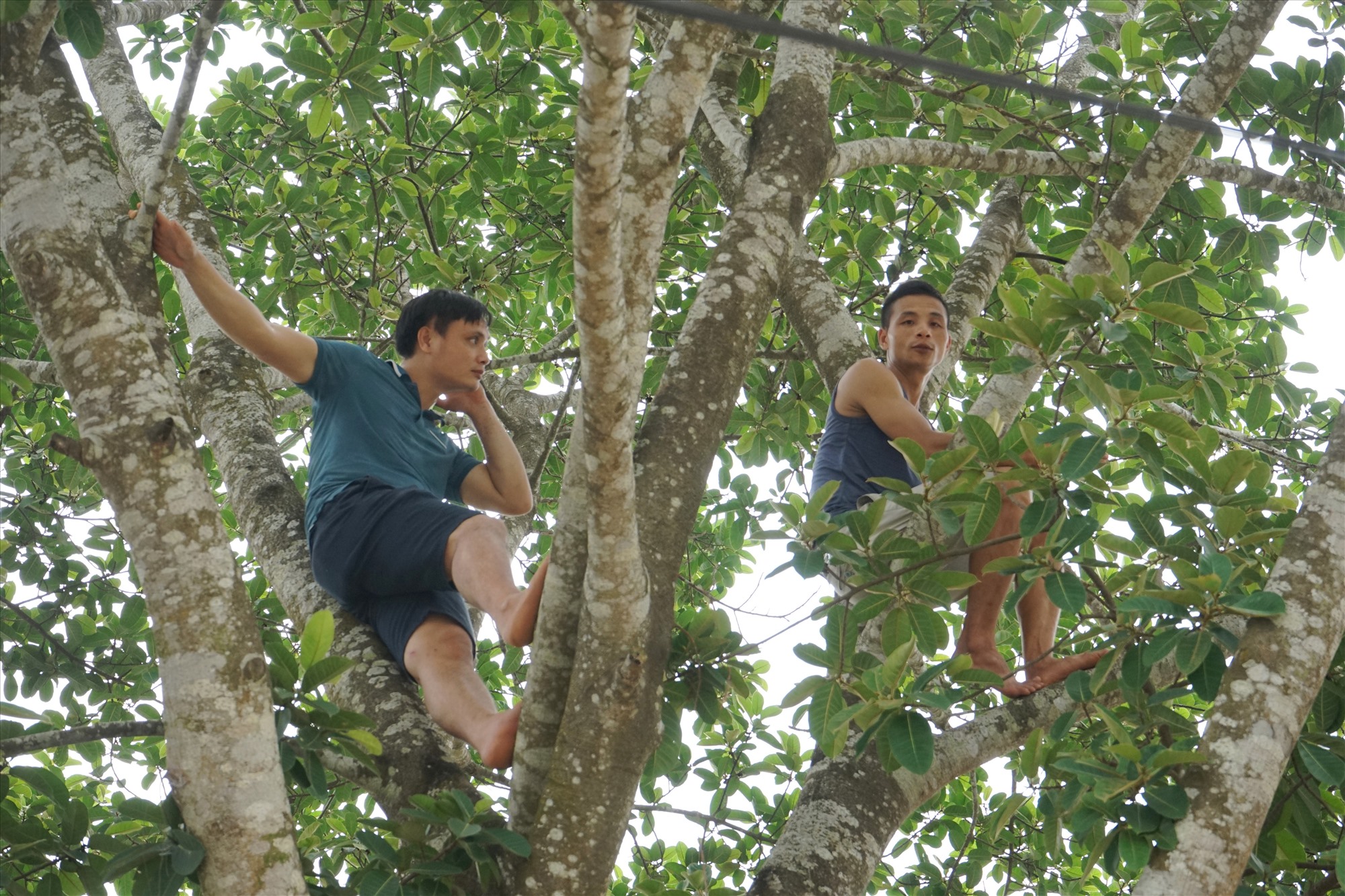 Thậm chí phải trèo lên cây cao để xem các cầu thủ thi đấu. Ảnh: Quách Du