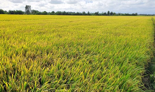 Giá lúa tăng cao, người trồng lúa tỉnh Bạc Liêu vui mừng trong nỗi lo không biết có ổn định mãi hay không. Ảnh: Nhật Hồ