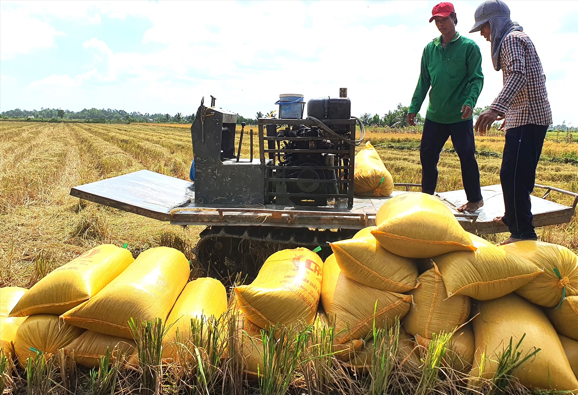Giá lúa tăng cao, hầu hết người trồng lúa tại tỉnh Bạc Liêu đều có lãi. Ảnh: Nhật Hồ