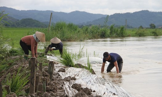 Mưa lũ những ngày qua đã gây thiệt hại nặng nề cho nông dân tỉnh Đắk Lắk. Ảnh: Tiến Thoại