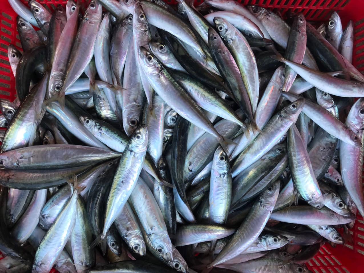 Cá là thực phẩm rất tốt giúp phòng ngừa bệnh loãng xương. Ảnh: Ngọc Dịu