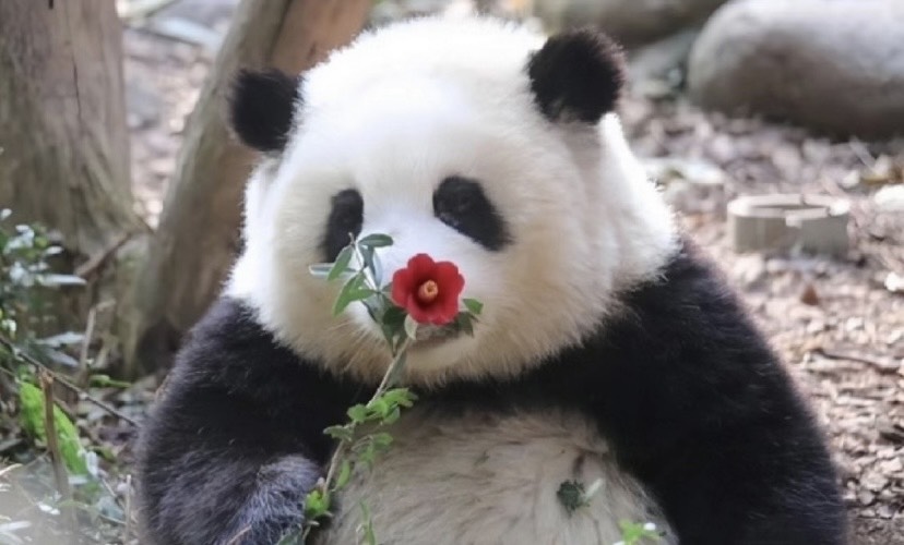 Gấu trúc Hoa Hoa. Ảnh: Xinhua