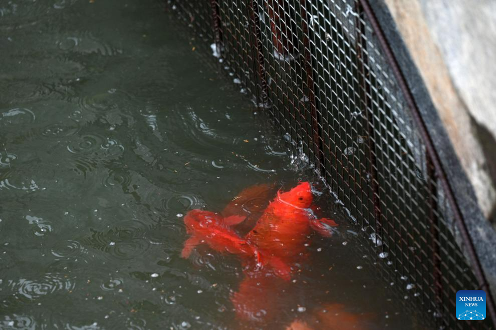 Đàn cá koi bơi ở sông Kim Thủy trong Tử Cấm Thành ngày 31.7.2023. Ảnh: Xinhua