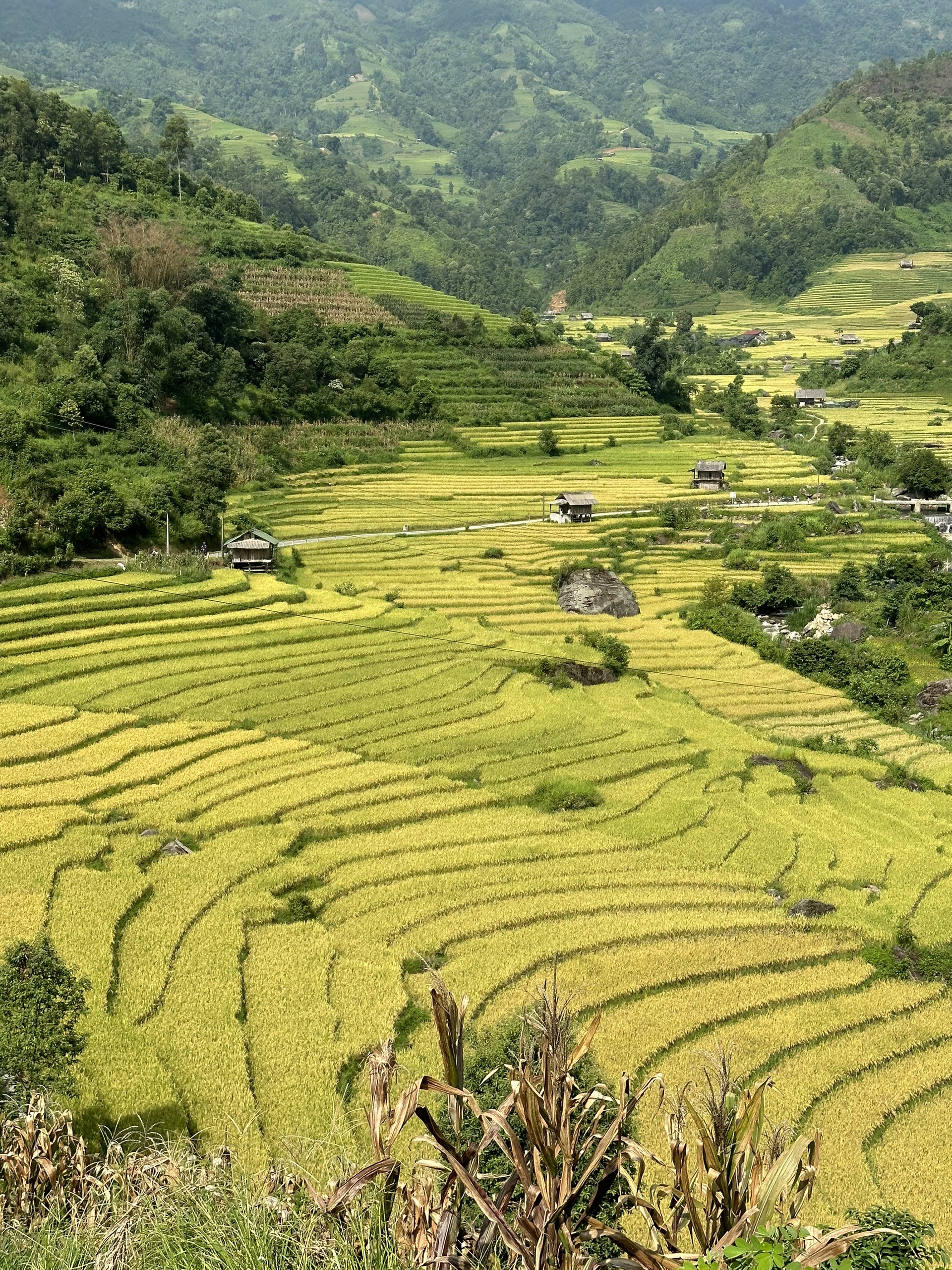 Các thửa ruộng bậc thang ở Nậm Cang bắt đầu chín vàng.