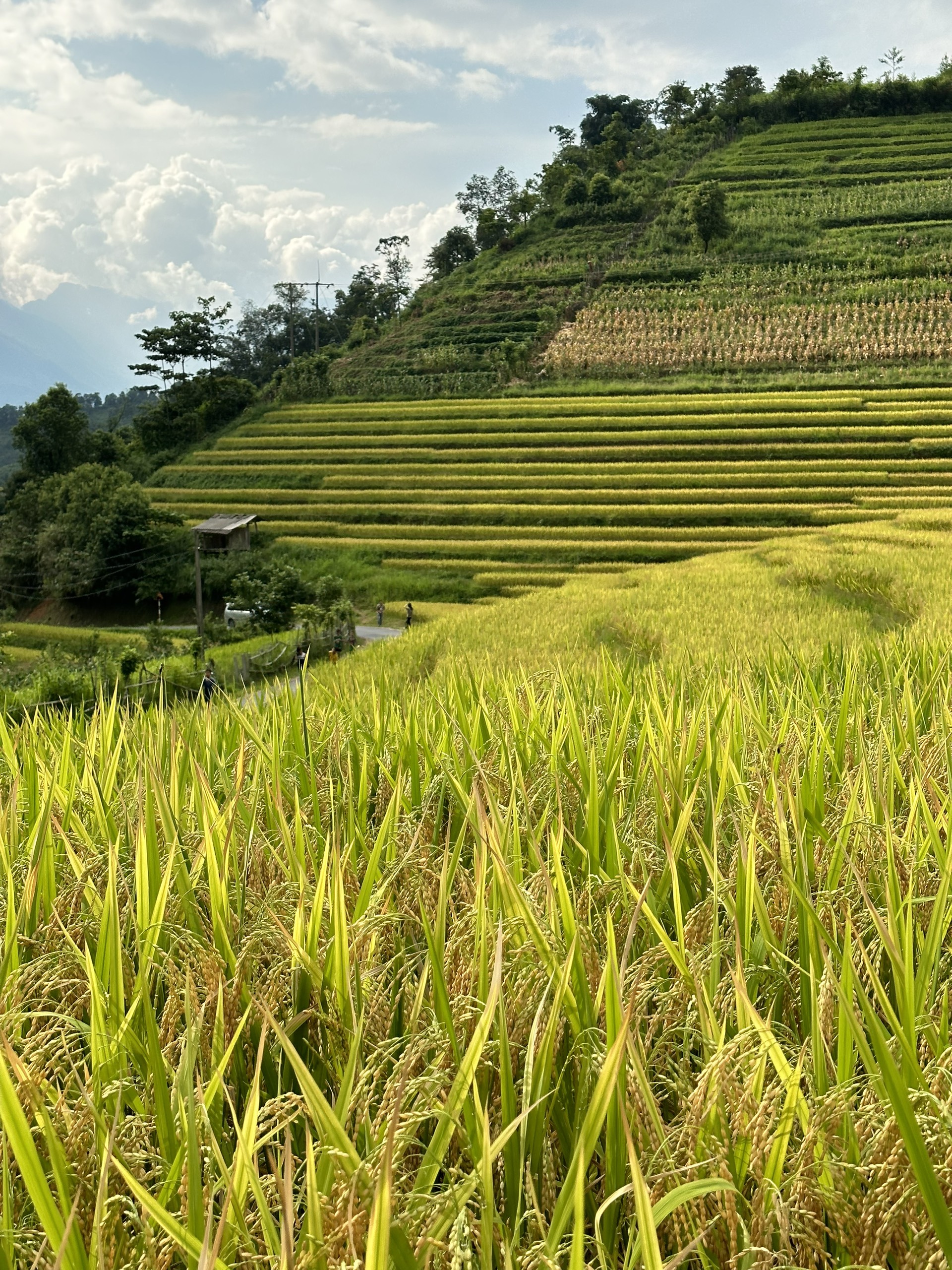 Những bông lúa trĩu hạt, chín vàng.