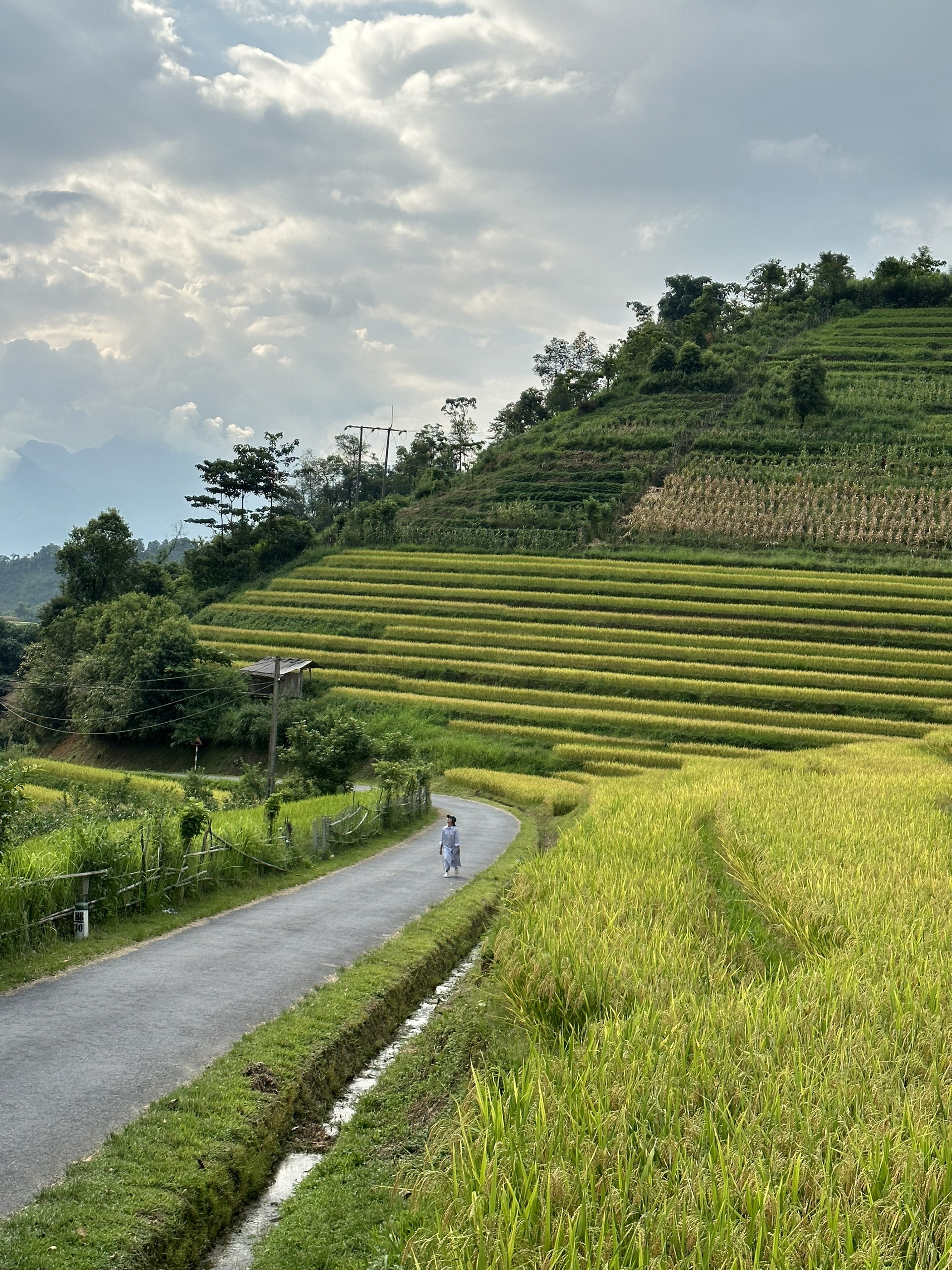 Dạo bộ trên con đường bê tông, ngắm sắc vàng trải dài mướt mắt mang tới cảm giác bình yên.