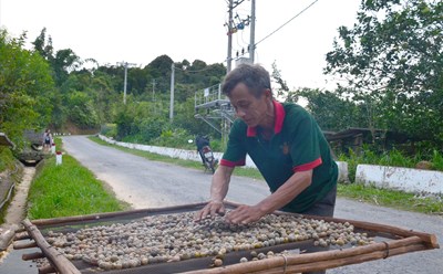 Ông Hờ Chồng Chớ (xã Huồi Tụ huyện Kỳ Sơn) đang hong khô mẻ hạt bo bo vừa mới được tách vỏ.  Ảnh: Hà Thủy