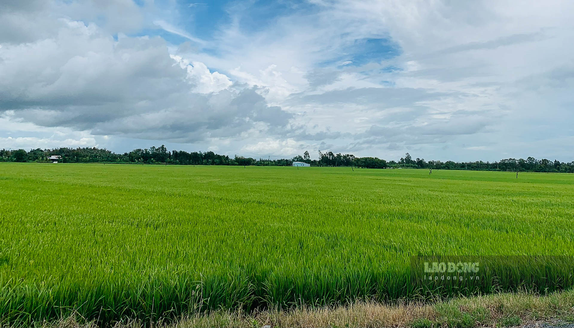 Các cánh đồng lúa trên địa bàn xã Thuận Hòa (Châu Thành, Sóc Trăng) không còn rác thải từ nông nghiệp. Ảnh: Phương Anh