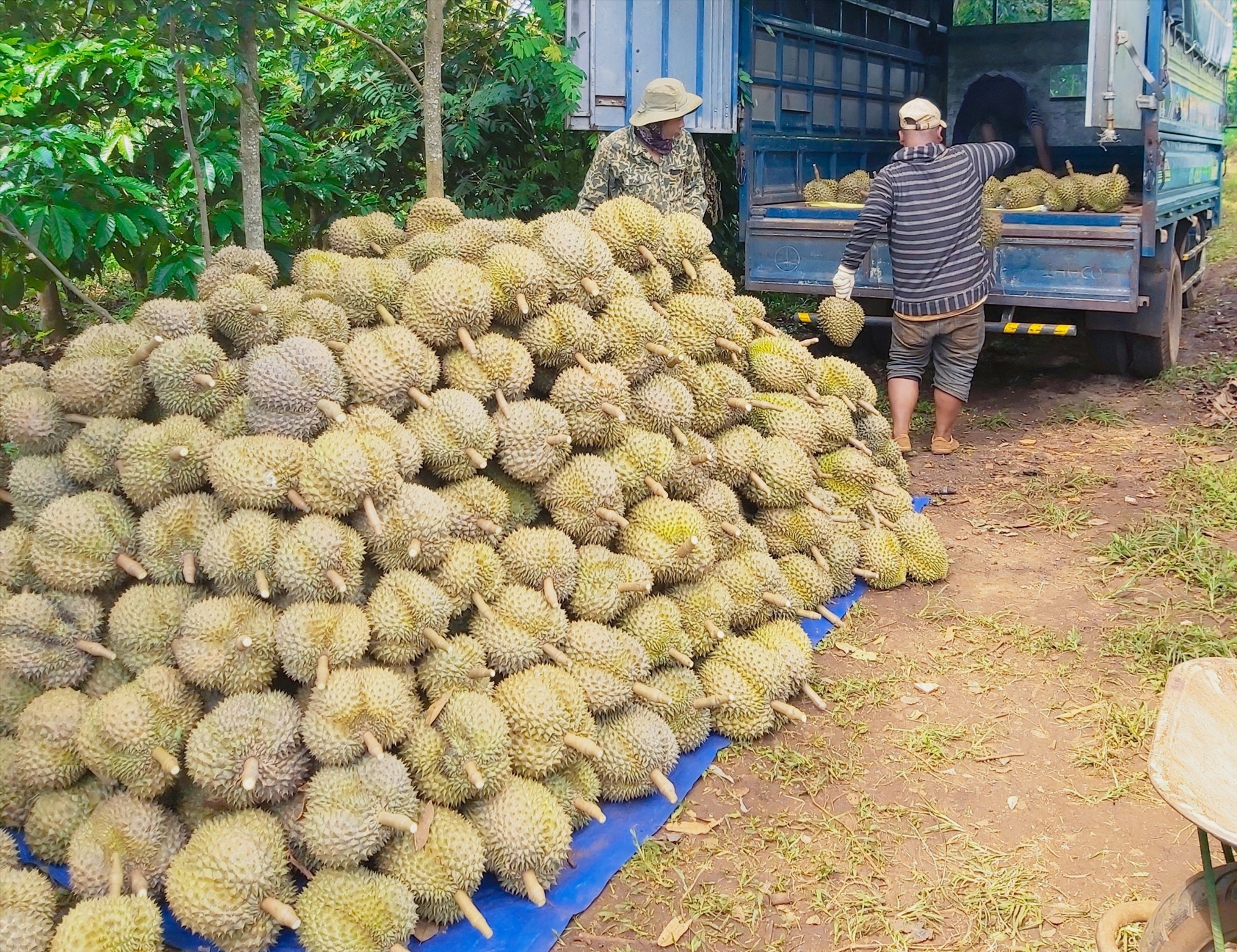 Người nông dân thu hoạch sầu riêng rồi bán cho thương lái phân phối. Ảnh: Bảo Trung