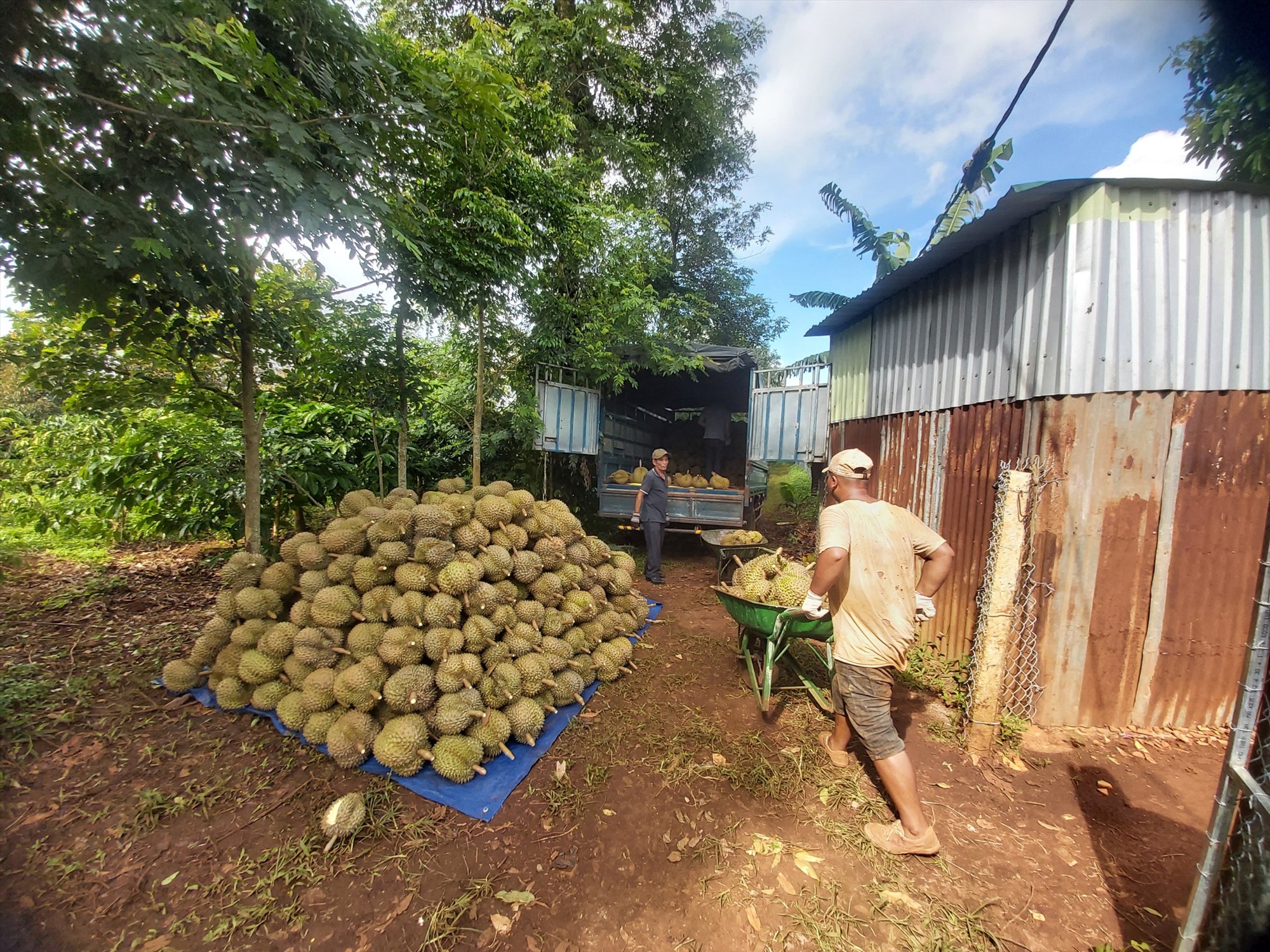 Nông dân huyện Krông Pắk thu hoạch sầu riêng. Ảnh: Bảo Trung