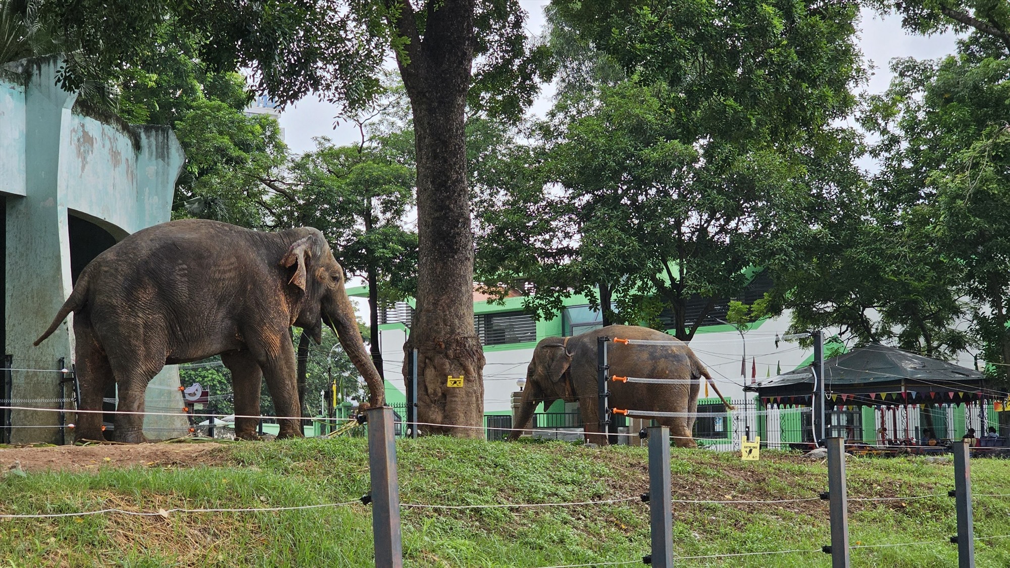 Theo Tổng giám đốc Công ty TNHH một thành viên Vườn thú Hà Nội Lê Sĩ Dũng, từ khi được tháo xích, hai cá thể voi thích nghi rất tốt. Kể cả khi hai cá thể gần hàng rào, đứng cạnh nhau cũng không xung đột, gây hấn.