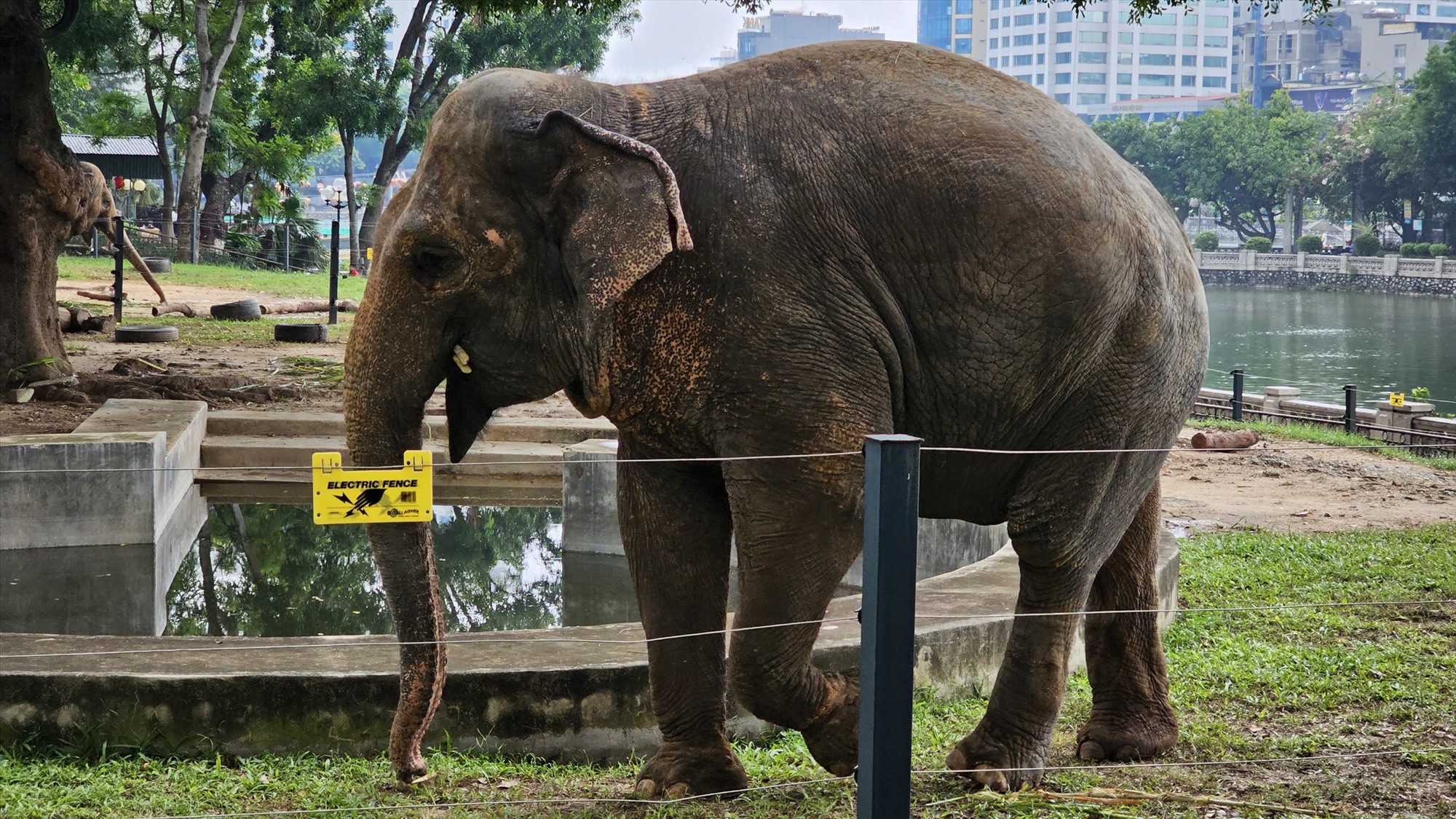 Nhiều người cảm thấy vui, phấn khởi khi lần này trở lại vườn thú đã thấy hai chú voi ở đây đã được tháo xích chân, vô tư dạo chơi trong khuôn viên.