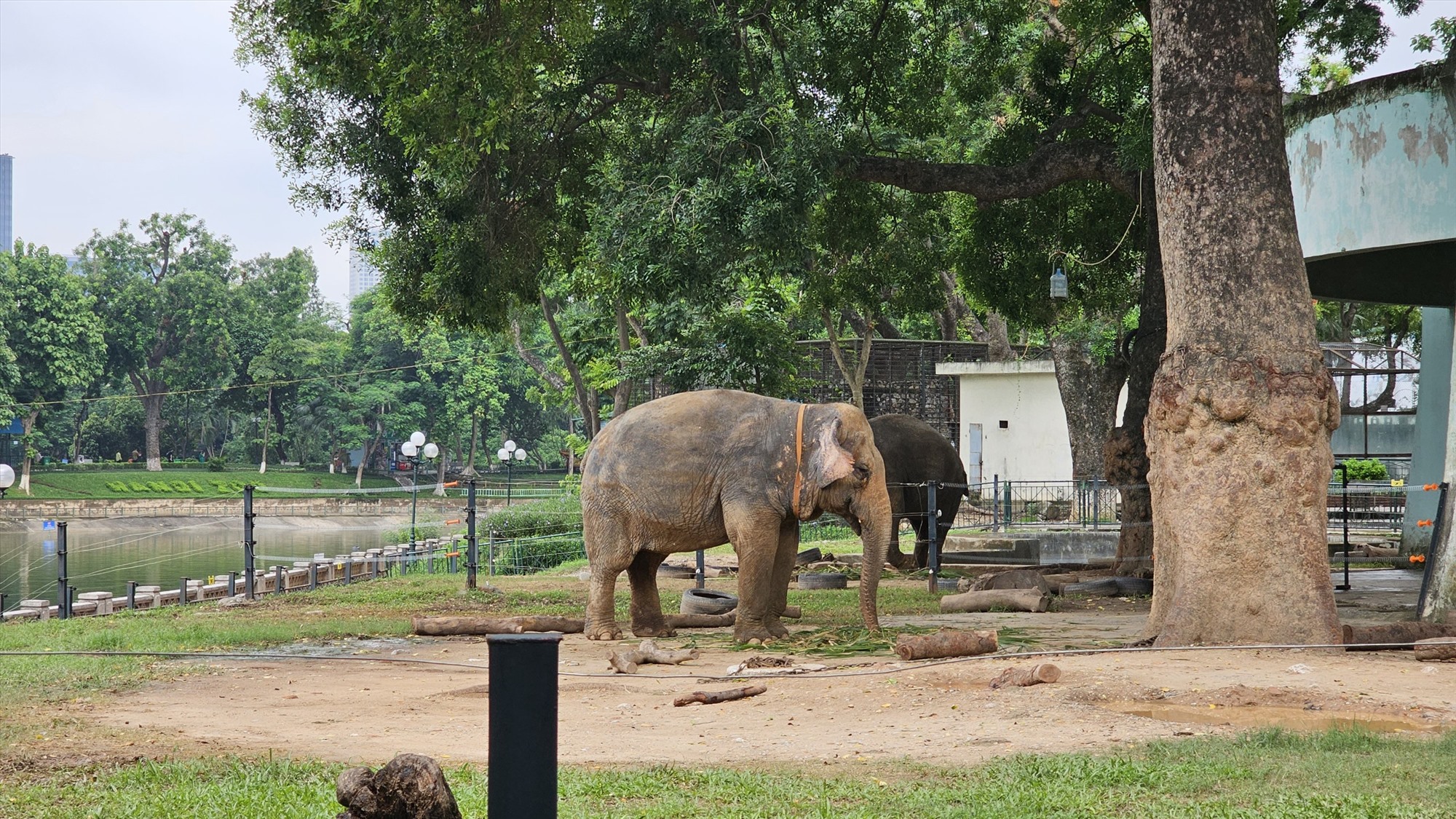 Hiện, tổ chức này đã can thiệp phúc lợi được cho 14 cá thể voi nhà ở Đắk Lắk. Các cá thể voi ở vườn thú Hà Nội nếu cũng được đưa về từ Đắk Lắk thì có thể tính đến phương án trả về môi trường tự nhiên như 14 cá thể voi đã làm. Thế nhưng, các cá thể voi này đã khá già nên các chuyên gia cần ngồi lại để đánh giá xem việc trả về môi trường rừng liệu có khả thi hay không.