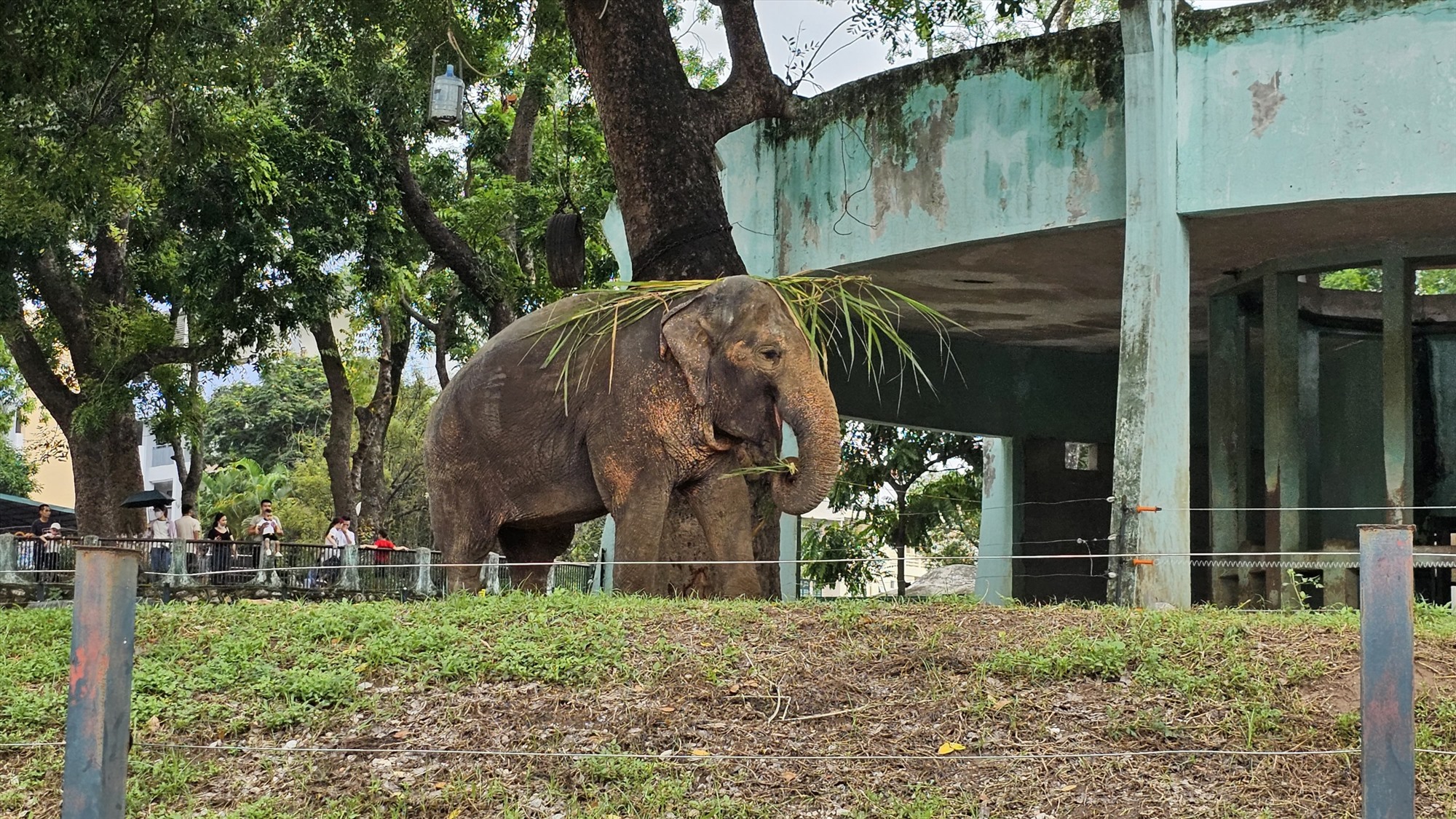 Những chú voi vô tư di chuyển trong khuôn viên khi không còn xích ở chân. 