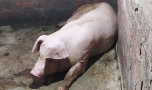 Con lợn này của một hộ chăn nuôi ở Cẩm Xuyên bị ốm do mắc dịch tả lợn Châu Phi. Ảnh: Trần Tuấn