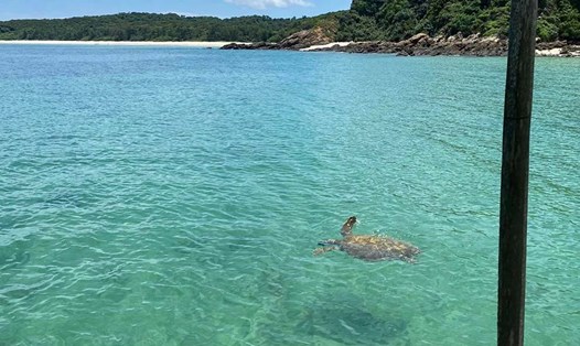 Rùa biển quý hiếm ngoi lên mặt nước vùng biển Cô Tô. Ảnh: Ngô Gia Mạnh