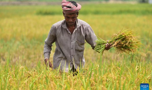 Nông dân Ấn Độ thu hoạch lúa ở bang Assam. Ảnh: Xinhua 