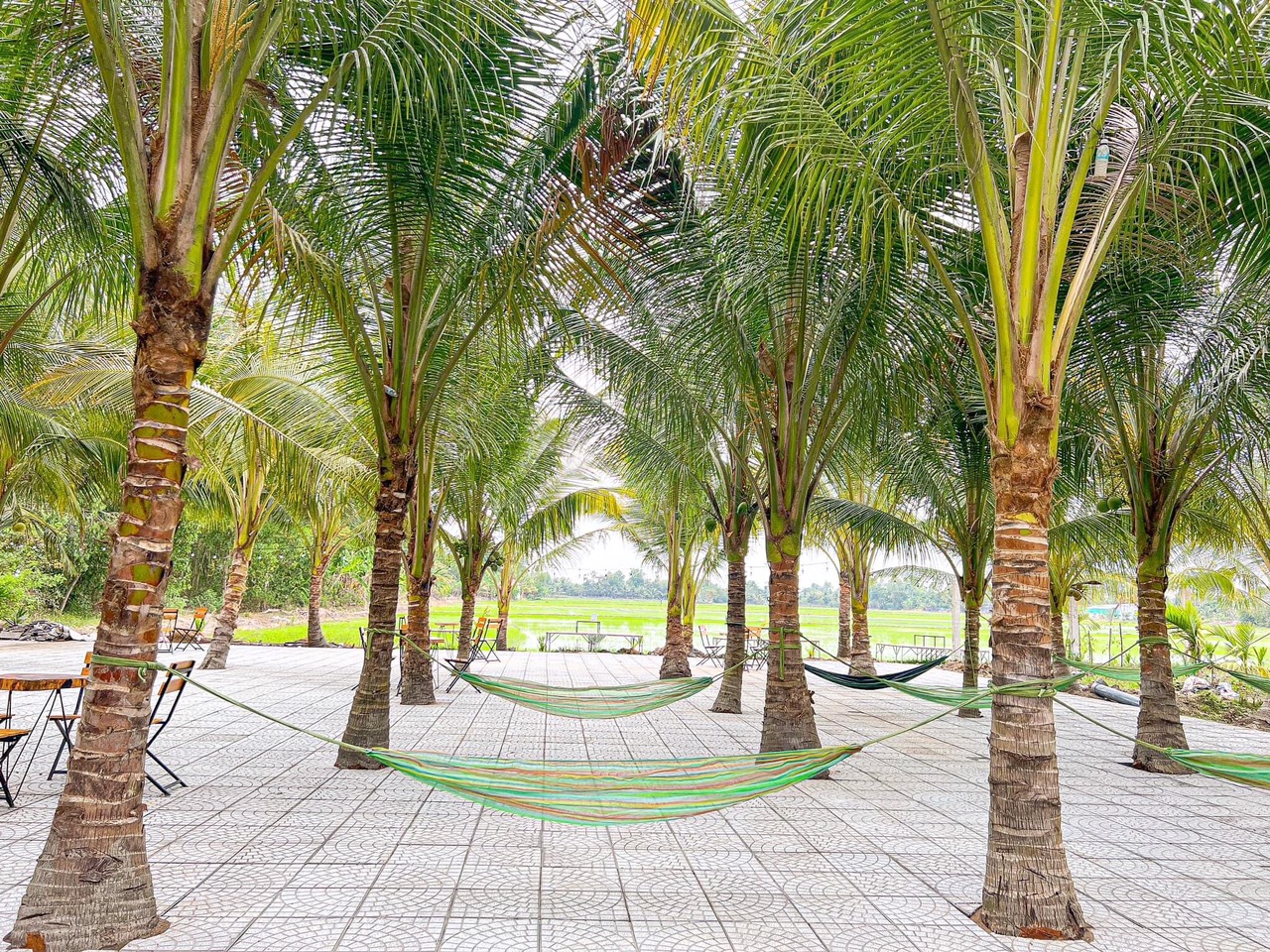 Quán cà phê dừa xanh mát với hơn 300 cây dừa xiêm, xung quanh là ruộng lúa bao la. Ảnh: Tạ Quang