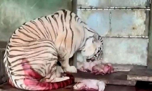 Hổ Bengal quý hiếm sinh 5 hổ con tại Khu du lịch Vườn Xoài, phường Phước Tân, TP Biên Hoà. Ảnh: Hà Anh Chiến