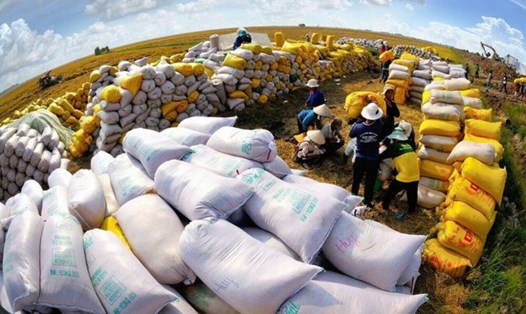 Giá lúa gạo tăng cao kỷ lục trong thời gian qua. Ảnh: TTXVN
