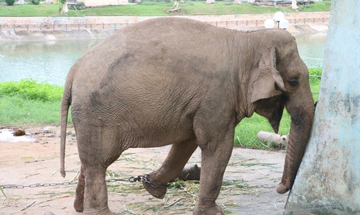  UBND TP Hà Nội vừa có ý kiến chỉ đạo các đơn vị liên quan xem xét đề xuất thả 2 cá thể voi ở Vườn thú Hà Nội về rừng. Ảnh Phúc Đạt

