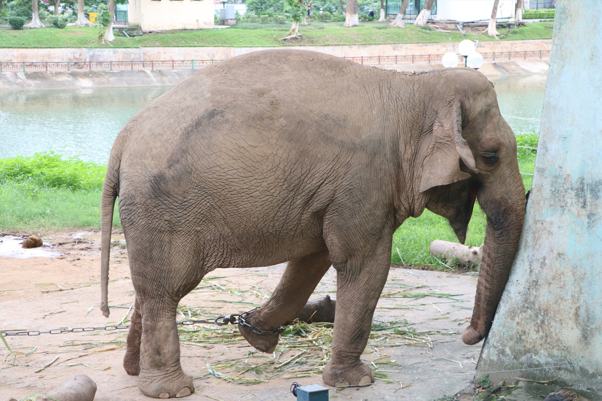 Hai chú voi già bị xích chân tại Vườn thú Hà Nội. Ảnh: Phúc Đạt