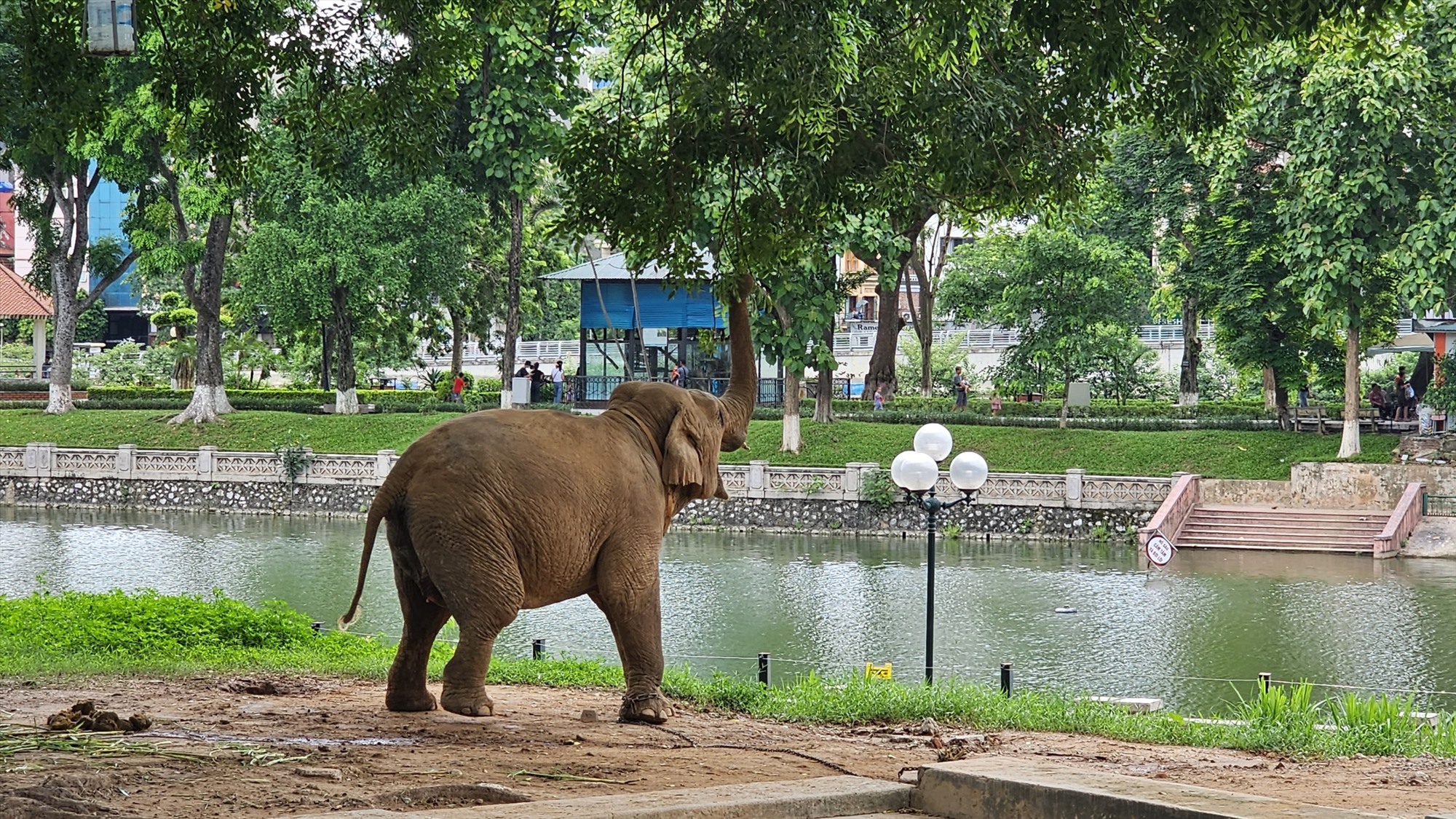 Hai chú voi già bị xích chân tại Vườn thú Hà Nội. Ảnh: Phúc Đạt
