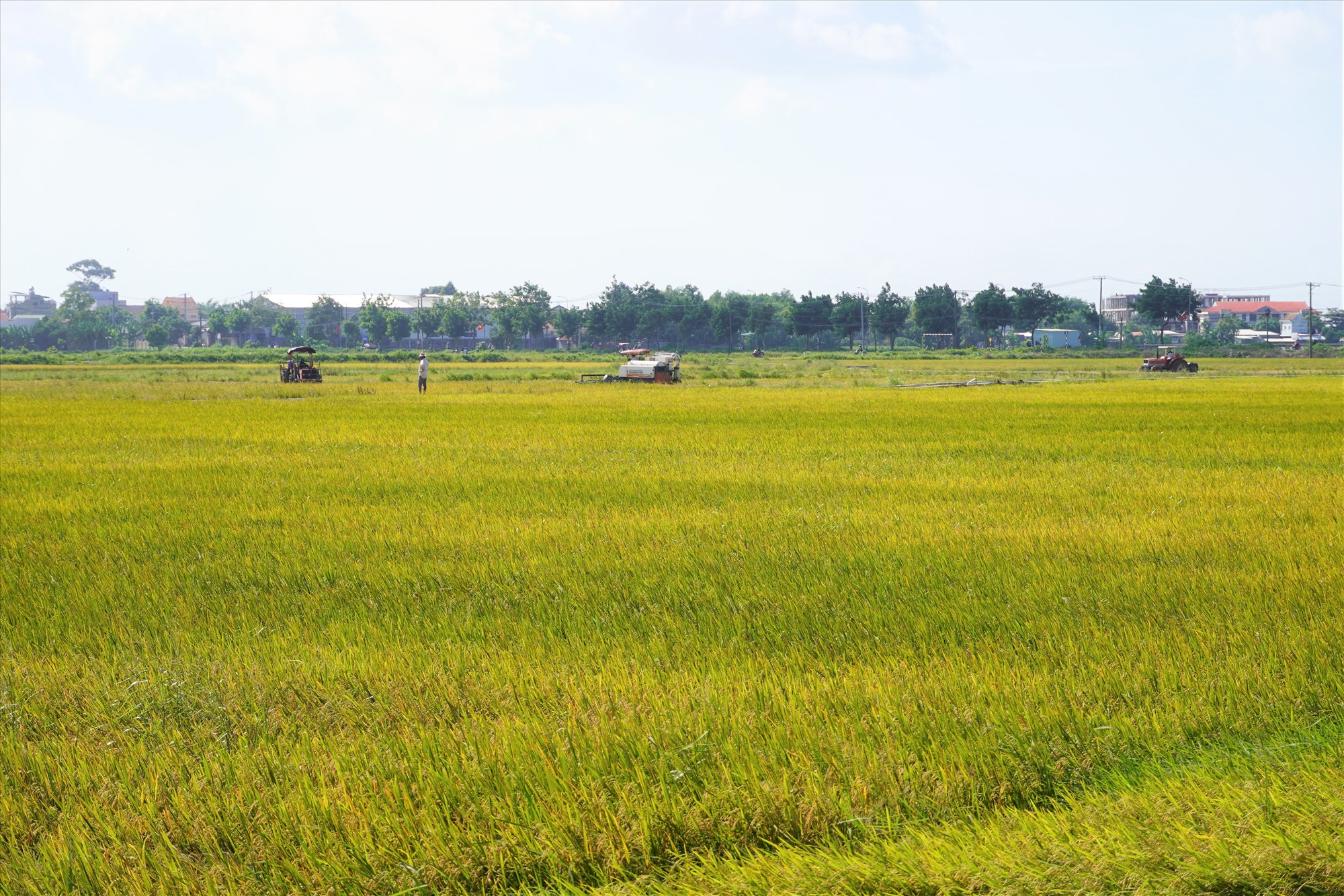 Trong cái nắng khá gắt những ngày cuối tháng 8, nhiều ruộng lúa trên địa bàn huyện Long Điền, Đất Đỏ... tỉnh Bà Rịa - Vũng Tàu đang dần chuyển sang màu vàn