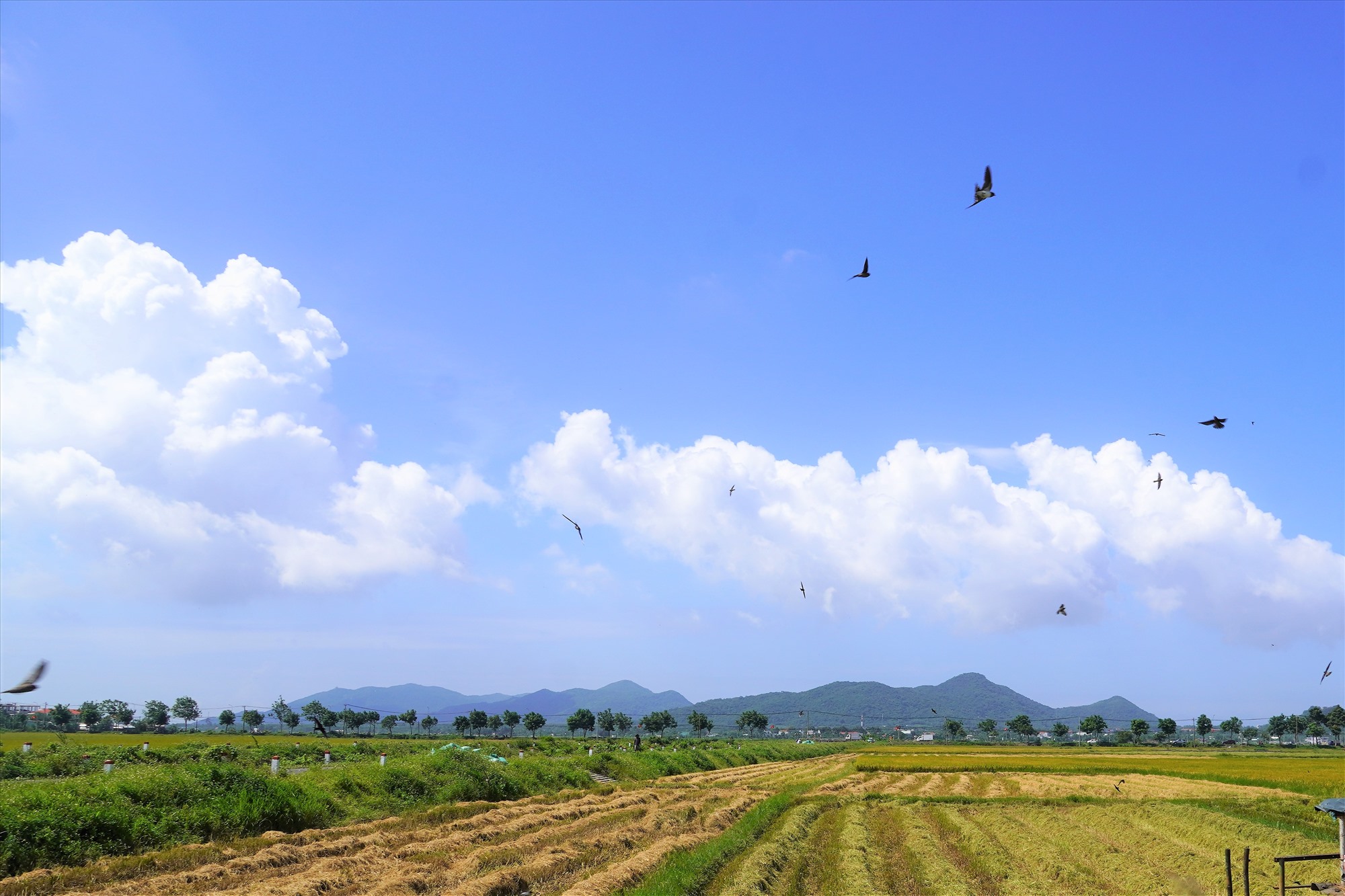 Trên những thửa ruộng gặt xong, từng đàn chim tụ tập để kiếm ăn, nhặt nhạnh những hạt rơi vãi trên đồng ruộng. Ảnh: Thành An