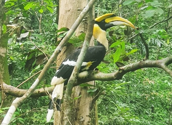 Một cá thể chim Hồng Hoàng quý hiếm được tái thả ra môi trường tự nhiên. Ảnh: VQG Phong Nha - Kẻ Bàng