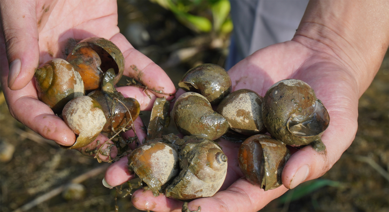 Gần 3 ha nuôi ốc nhồi của người dân xã Trung Hoà đã bị chết mà chưa rõ nguyên nhân. Ảnh: Ngọc Tú