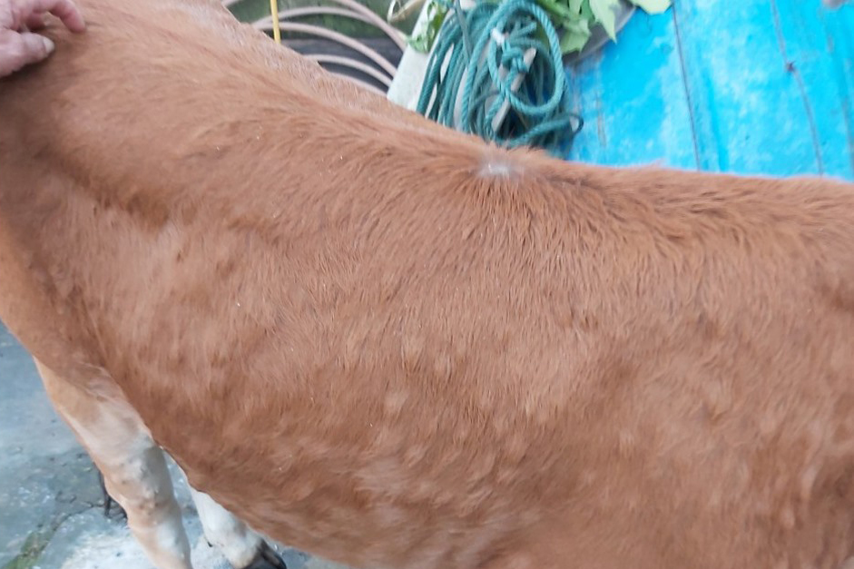 Bò bị viêm da nổi cục năm 2021 ở Hà Tĩnh. Ảnh: Trần Tuấn.
