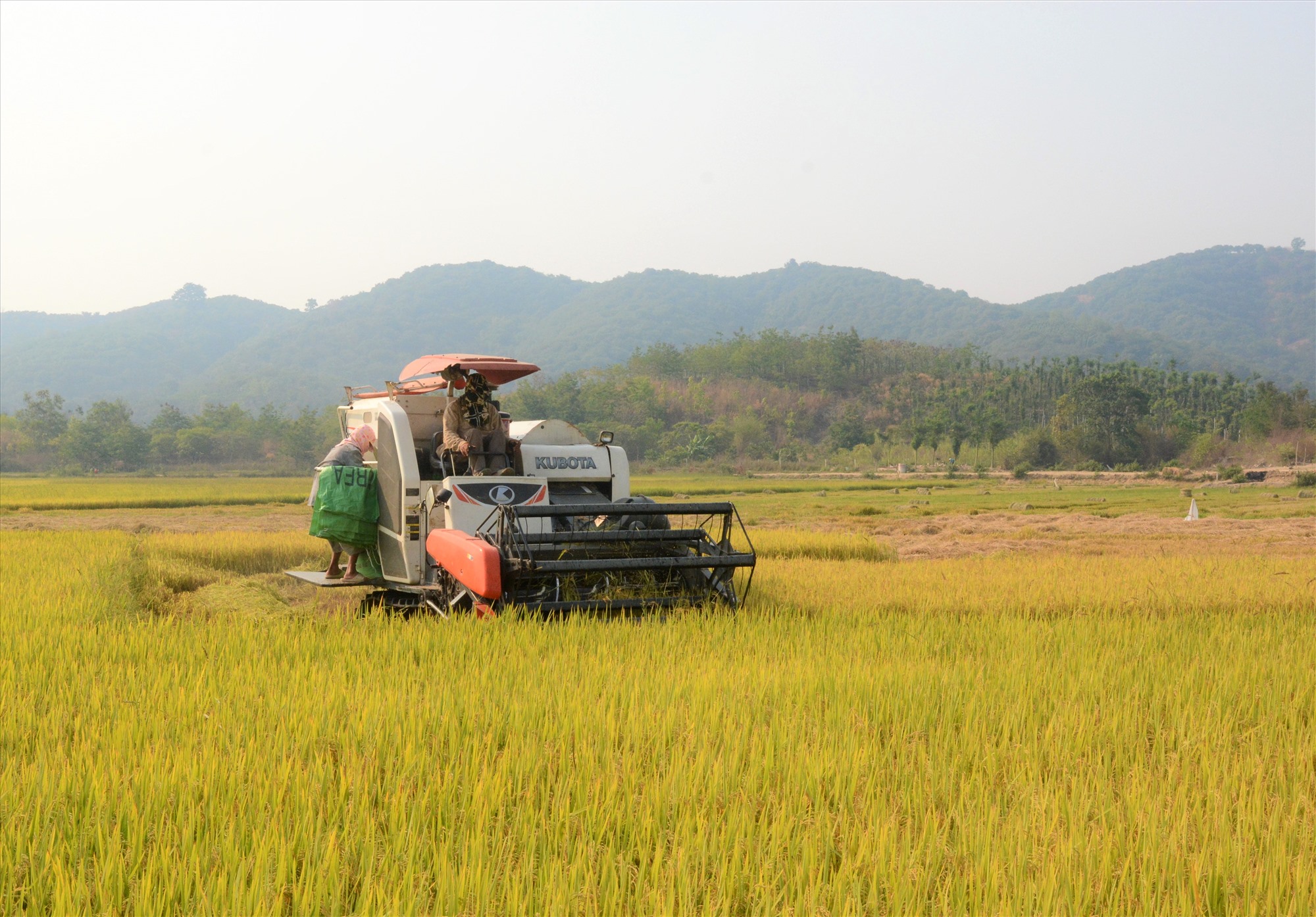 Tỉnh Đắk Nông đang triển khai bình ổn thị trường gạo. Ảnh: Phan Tuấn