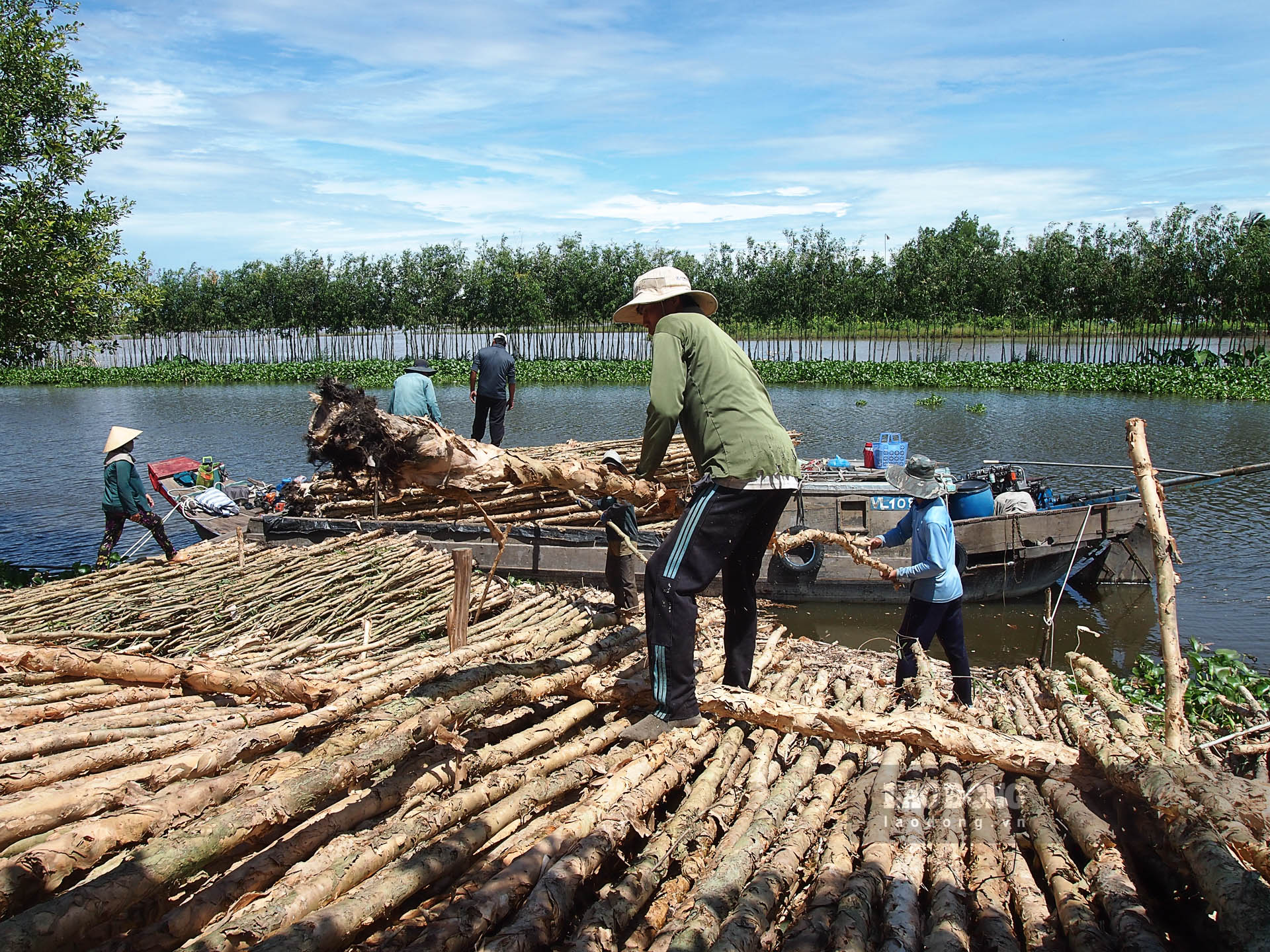 Nhiều lao động nông nhàn ở Mỹ Phước (Mỹ Tú, Sóc Trăng) có thu nhập ổn định từ nghề đốn, vác tràm thuê. Ảnh: Phương Anh