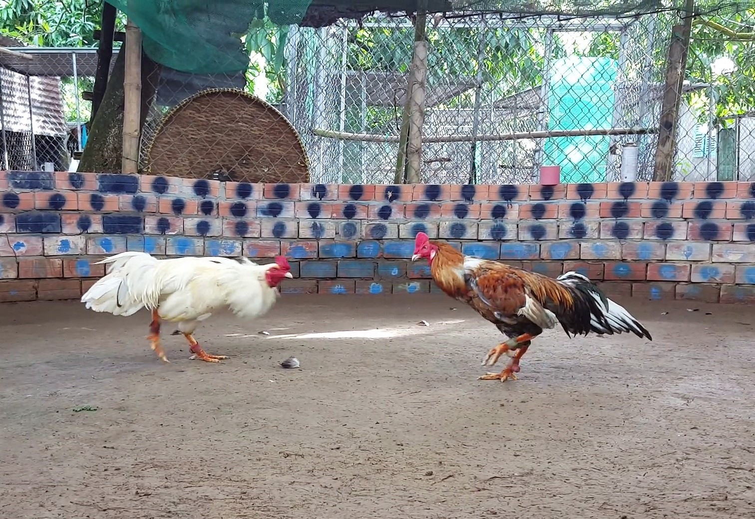 เกี่ยวกับวงการไก่ชน