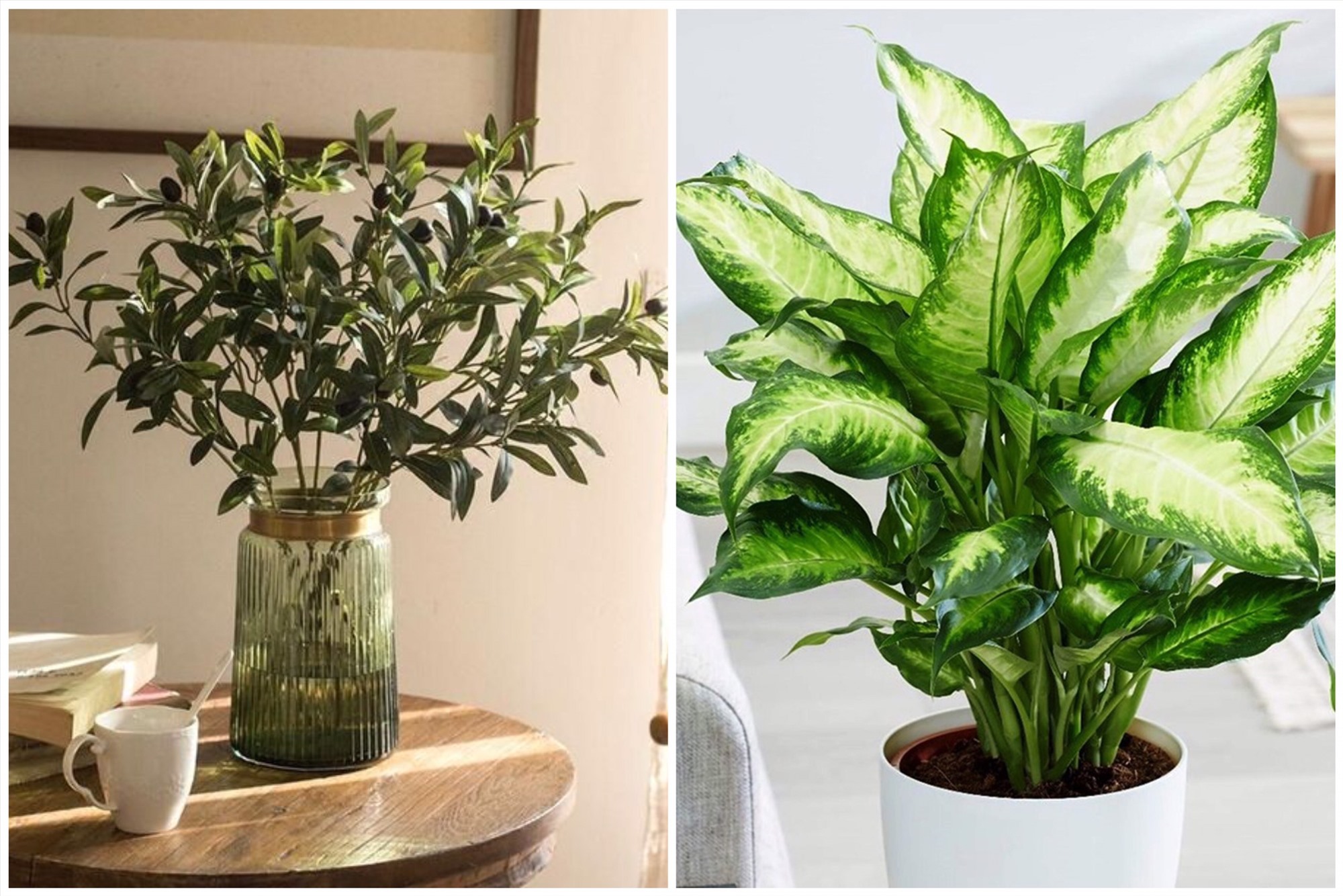 Ý tưởng trang trí cây xanh trong nhà. Đồ họa: Thanh Thanh