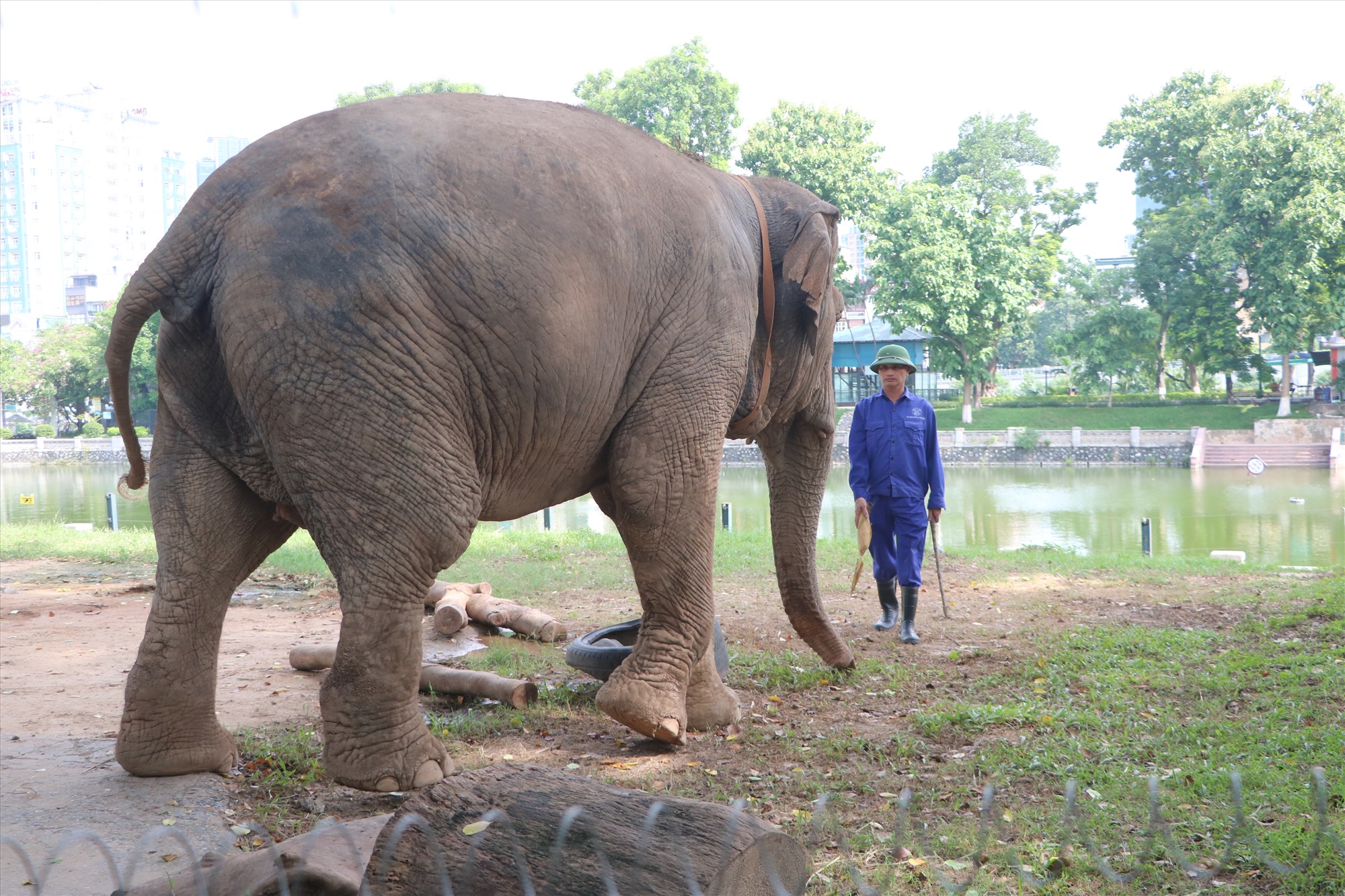 Ngoài việc bị tháo xích chân, nhiều người dân, du khách thắc mắc rằng,chế độ chăm sóc sức khỏe, ăn uống từ phía Vườn thú Hà Nội với hai cá thể voi này như thế nào, liệu có đảm bảo hay không?