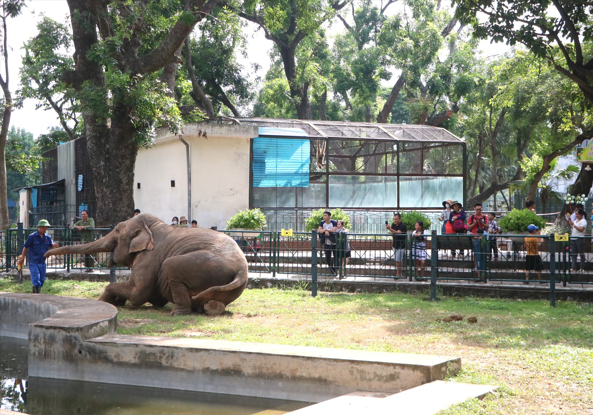 Người dân, du khách trực tiếp xem các quản tượng huấn luyện voi.