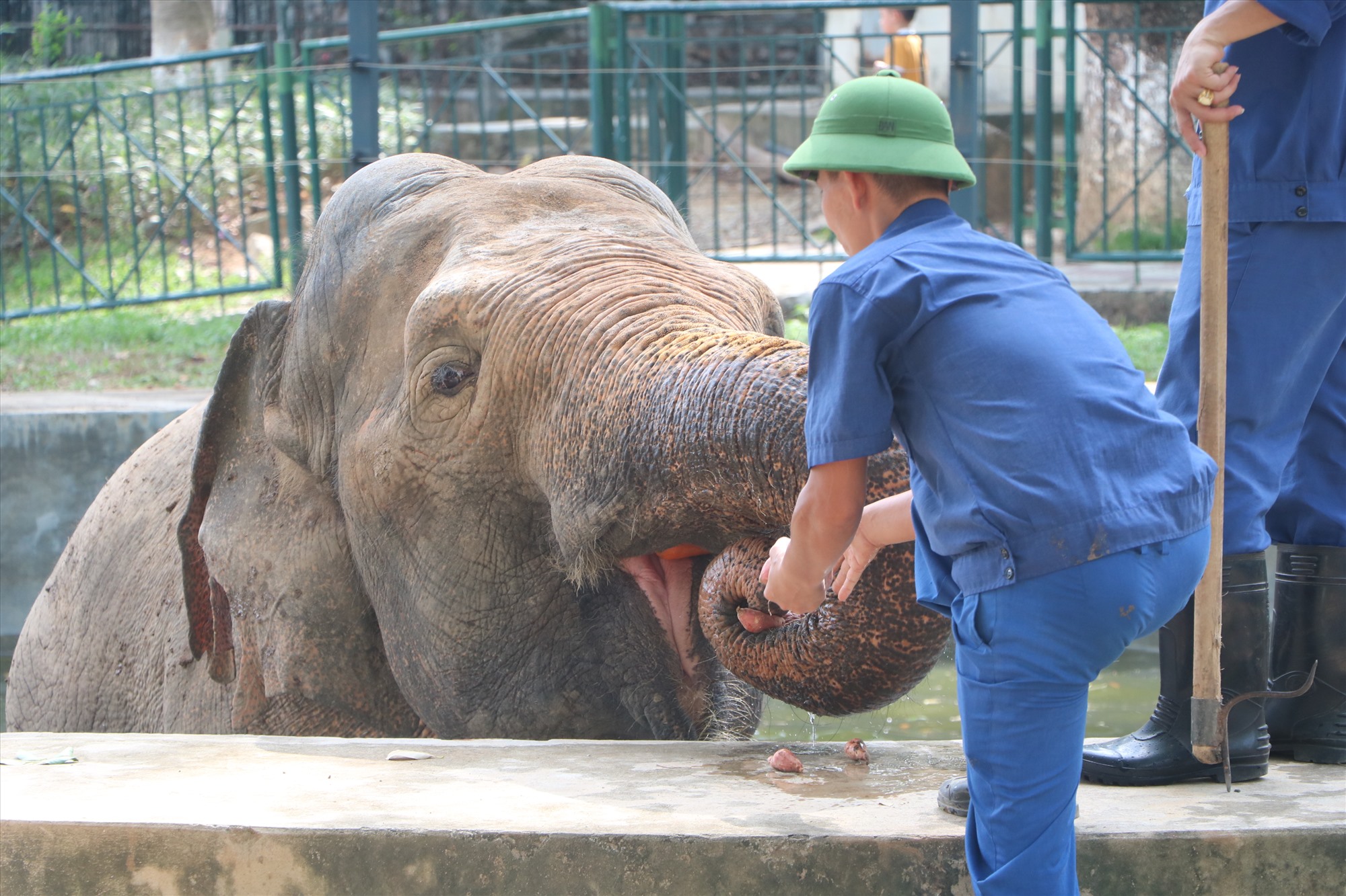 Sáng sớm, voi sẽ được ăn các loại thức ăn xanh như cỏ, thân chuối. Sau đó, nhân viên sẽ dọn vệ sinh, tắm cho voi và cho voi đi lại vận động trong khuôn viên.