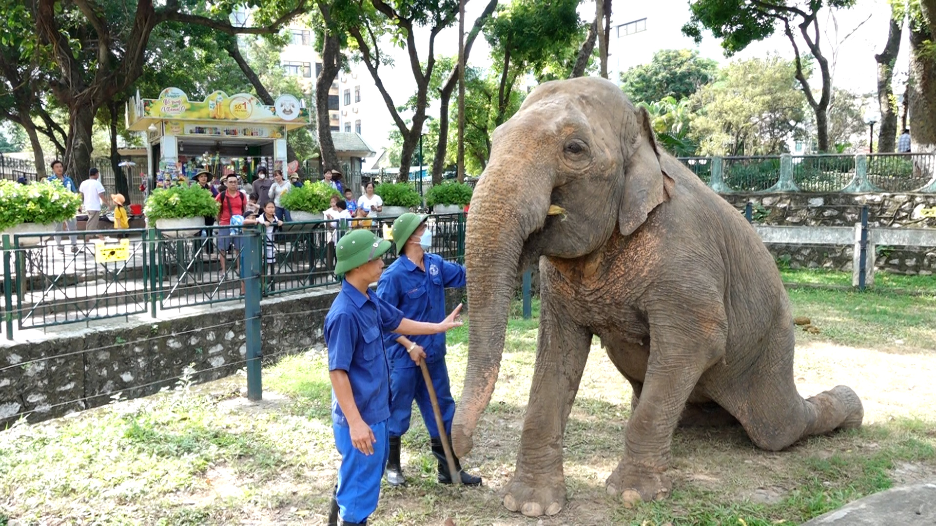 Ngoài ra, hai cá thể voi ở vườn thú Hà Nội hay bị trướng bụng, đầy hơi nên các Vườn thú Hà Nội thường xuyên can thiệp thú y nhiều năm nay.