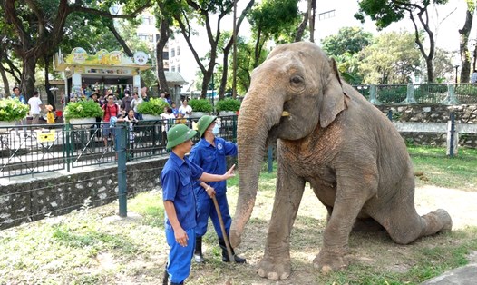 Quản tượng Vườn thú Hà Nội huấn luyện voi. Ảnh: Phúc Đạt.