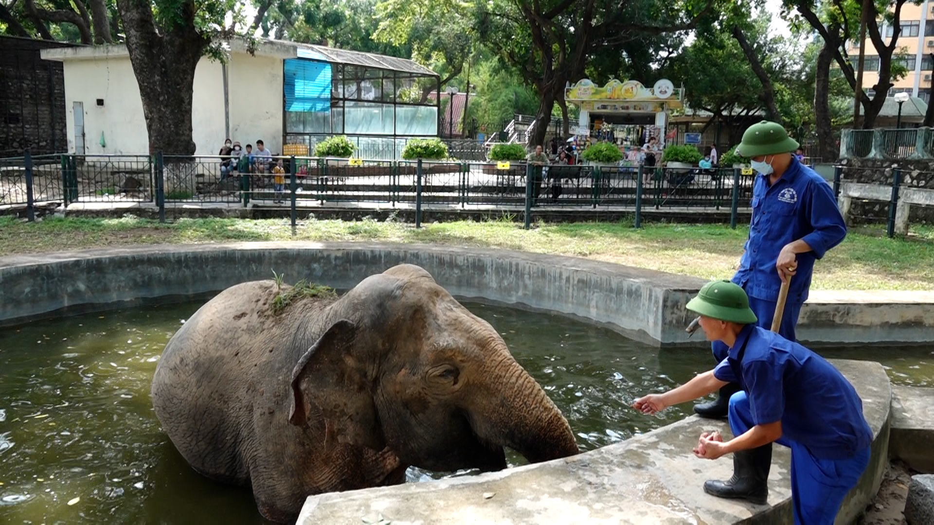 Quản tượng tắm cho voi ở Vườn thú Hà Nội. Ảnh: Phúc Đạt.
